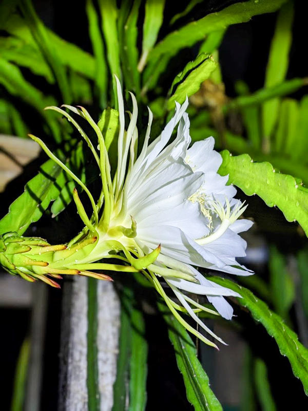 Sweet Delight Dragon Fruit Plant (hylocereus undetus x guatemalensis) - Image 6