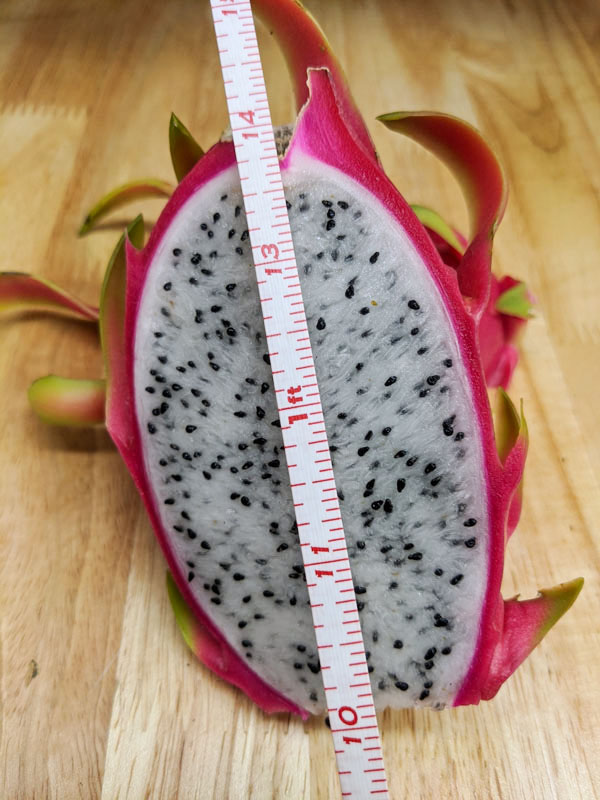 Neitzel White Dragon Fruit Plant (hylocereus undetus)