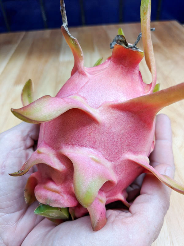 Seoul Kitchen Dragon Fruit Plant (hylocereus undetus) - Image 4