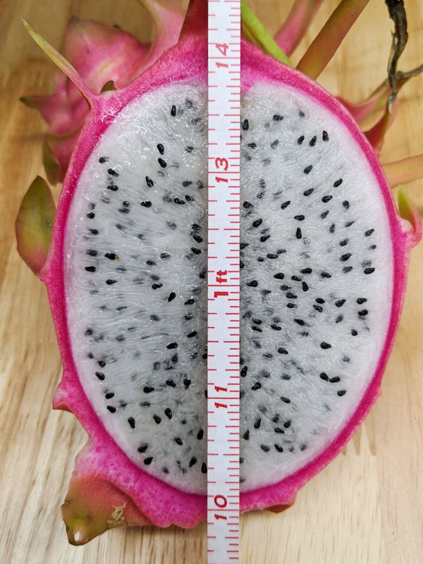 Seoul Kitchen Dragon Fruit Plant (hylocereus undetus) - Image 5