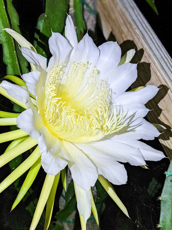 Thai White Dragon Fruit Plant (hylocereus undetus) - Image 4