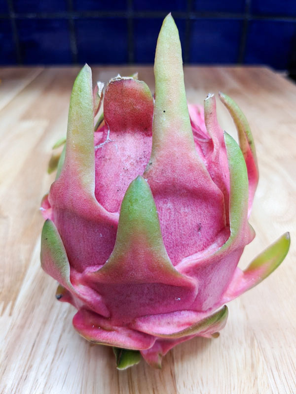 Thai White Dragon Fruit Plant (hylocereus undetus) - Image 3