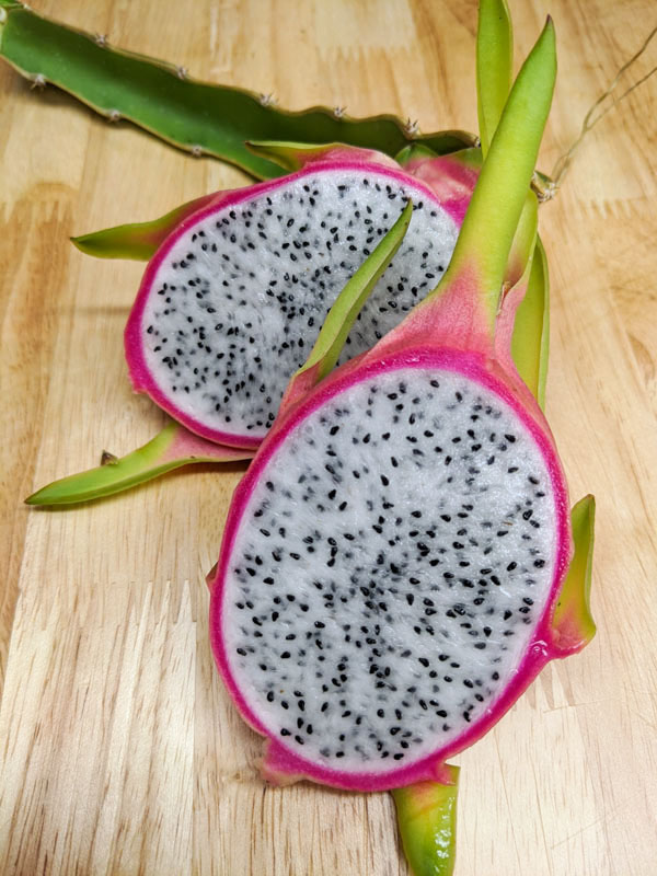 Giant Vietnamese Jaina White Dragon Fruit Plant (hylocereus undetus) - Image 6