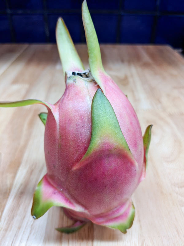 Giant Vietnamese Jaina White Dragon Fruit Plant (hylocereus undetus) - Image 4