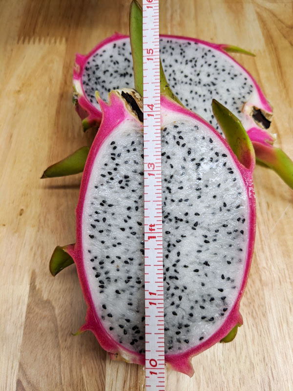 Giant Vietnamese Jaina White Dragon Fruit Plant (hylocereus undetus) - Image 9