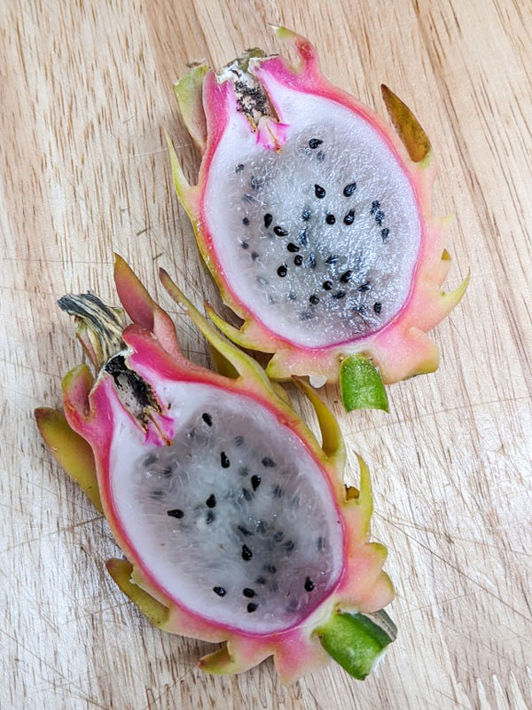 Yellow Tail Thai Dragon Fruit Plant (hylocereus undetus x megalanthus) - Image 5