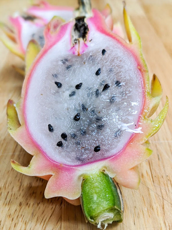 Yellow Tail Thai Dragon Fruit Plant (hylocereus undetus x megalanthus) - Image 4