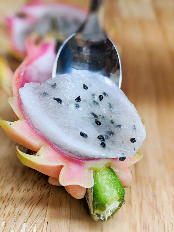 Yellow Tail Thai Dragon Fruit Plant (hylocereus undetus x megalanthus)