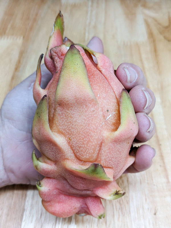 Yellow Tail Thai Dragon Fruit Plant (hylocereus undetus x megalanthus) - Image 2