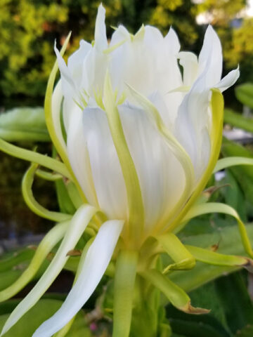 Alternative view of Seoul Kitchen Dragon Fruit Plant (hylocereus undetus)