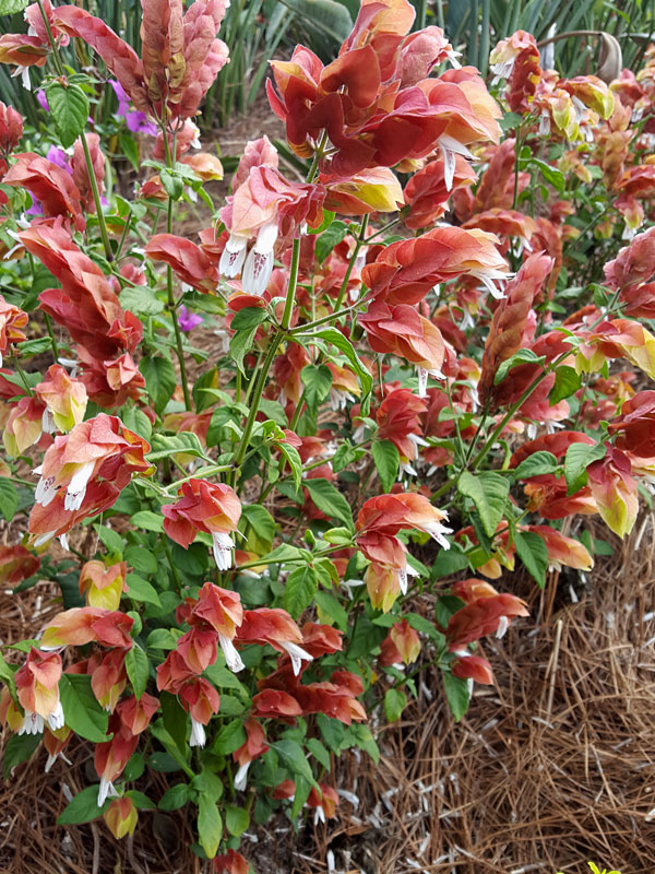 Pink Shrimp Plants (justicia brandegeana 2x2x3" Pot) - Image 2