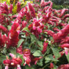 Pink Shrimp Plants (justicia brandegeana 2x2x3" Pot)