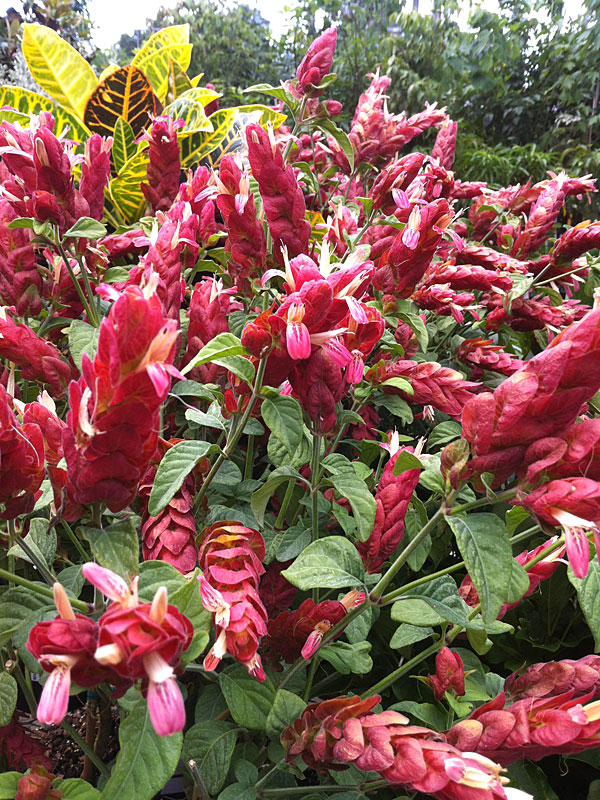 Pink Shrimp Plants (justicia brandegeana 2x2x3" Pot)