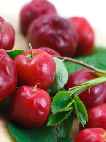 Alternative view of Acerola Cherry Tree (malpighia glabra 4″ Pot)