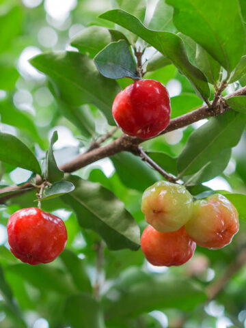 Acerola Cherry Tree (malpighia glabra 4″ Pot)