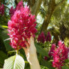 Brazilian Red-Cloak Plant (megaskepasma erythrochlamys 2x2x3" Pot)