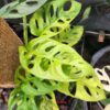Monstera Adansonii Aurea Variegated Plant