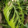 Monstera Adansonii Blanchetii Plant in 2x3″ pot