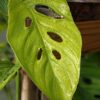 Monstera Adansonii Basse-Terre Guadeloupe in 3x2x2" Square Pot