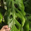 Monstera Acacoyaguensis Fairchild (Beautiful Specimen) in 4" Round Pot