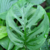 Monstera Adansonii Fairchild Double Window Plant in 2x3″ pot
