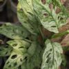 Monstera Adansonii European Mint (Stable Variegation)