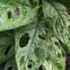 Monstera Adansonii European Mint Plant