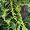 Monstera Adansonii Laniata True Form