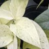 Lg Monstera Adansonii Laniata Mint Variegated