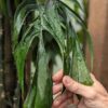Monstera Aureopinnata Plant