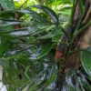 Lg. Monstera Aureopinnata Plant