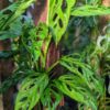 Monstera Calacali Ecuador Plant