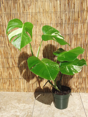 XL Monstera Deliciosa Albo Variegata (Mild Variegation) Plant in 6” pot