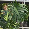 Lg. Monstera Deliciosa Brazilian - Largest Known Form (in 6" pot)
