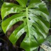 Lg. Monstera Deliciosa Compacta (in 4" pot)