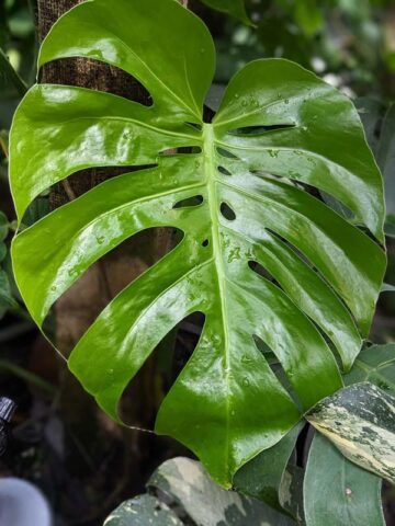 Lg. Monstera Deliciosa Compacta (in 4" pot)