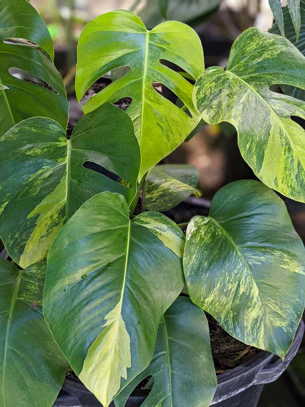 A+ Lg. Monstera Deliciosa Marmorata Aurea Variegata (Excellent Variegation Actual Plant Last Pics) - Image 9