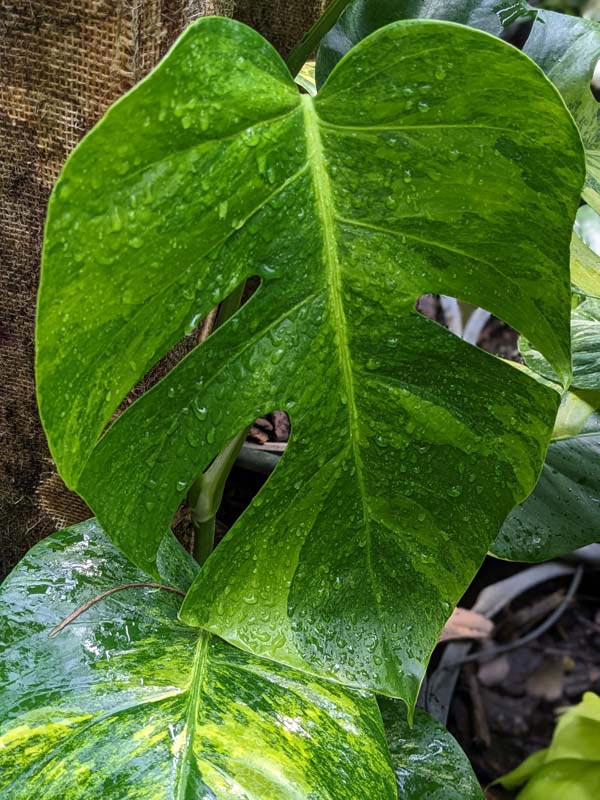 A+ Lg. Monstera Deliciosa Marmorata Aurea Variegata (Excellent Variegation Actual Plant Last Pics) - Image 8
