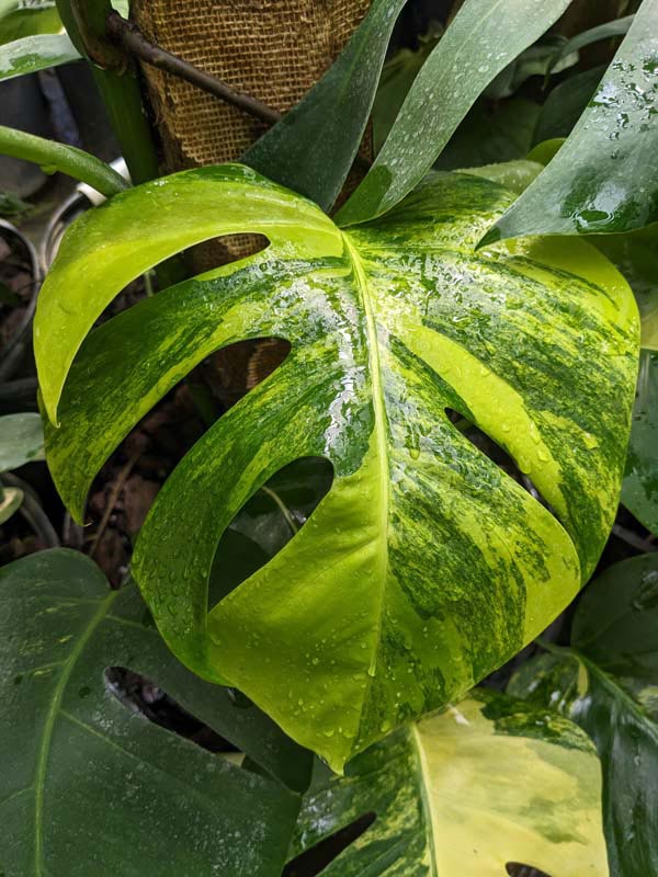 A+ Lg. Monstera Deliciosa Marmorata Aurea Variegata (Excellent Variegation Actual Plant Last Pics) - Image 5