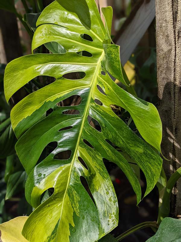 A+ Lg. Monstera Deliciosa Marmorata Aurea Variegata (Excellent Variegation Actual Plant Last Pics)