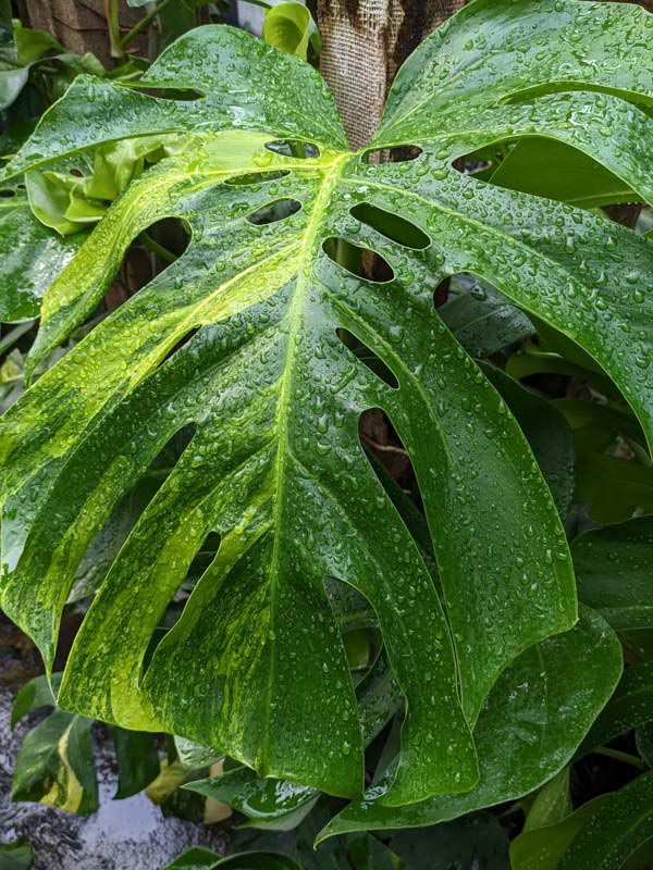 A+ Lg. Monstera Deliciosa Marmorata Aurea Variegata (Excellent Variegation Actual Plant Last Pics) - Image 2