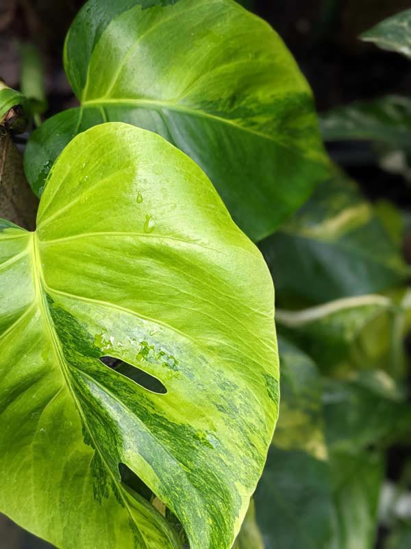 A+ Lg. Monstera Deliciosa Marmorata Aurea Variegata (Excellent Variegation Actual Plant Last Pics) - Image 3