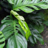 Monstera Dissecta Fairchild Plant