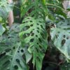 Lg. Monstera Dubia Plant in 4" pot (mature form)
