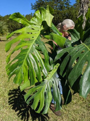 A+ Lg. Monstera Deliciosa Verde Splash (VERY RARE, Excellent Variegation)