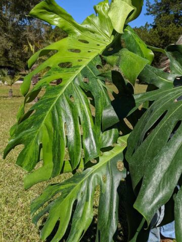 Alternative view of A+ Lg. Monstera Deliciosa Verde Splash (VERY RARE, Excellent Variegation)