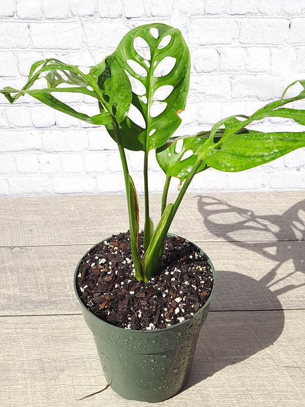 XL Monstera Epipremnoides Plant in 6” pot - Image 5