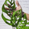 XL Monstera Epipremnoides Plant in 6” pot