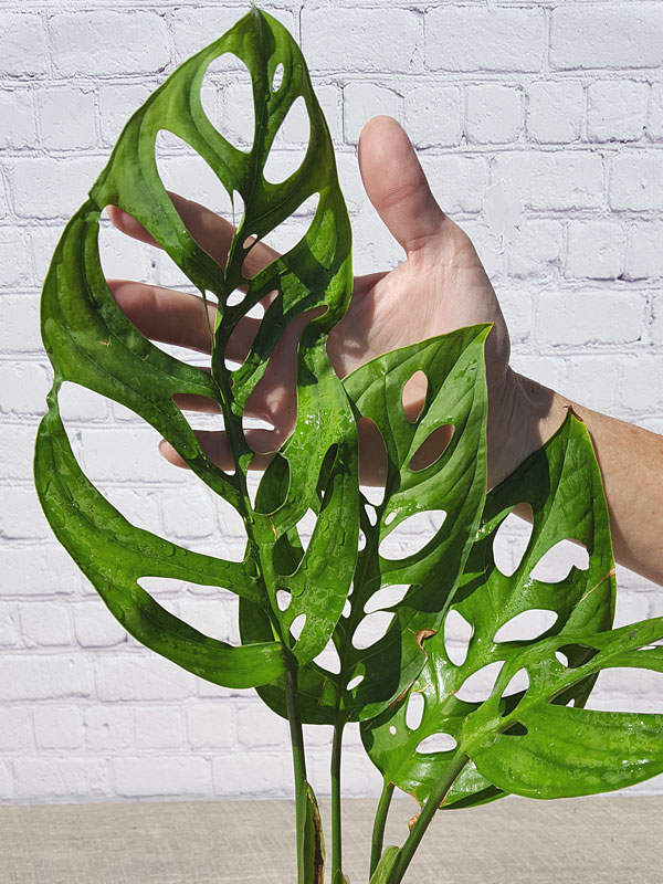 XL Monstera Epipremnoides Plant in 6” pot