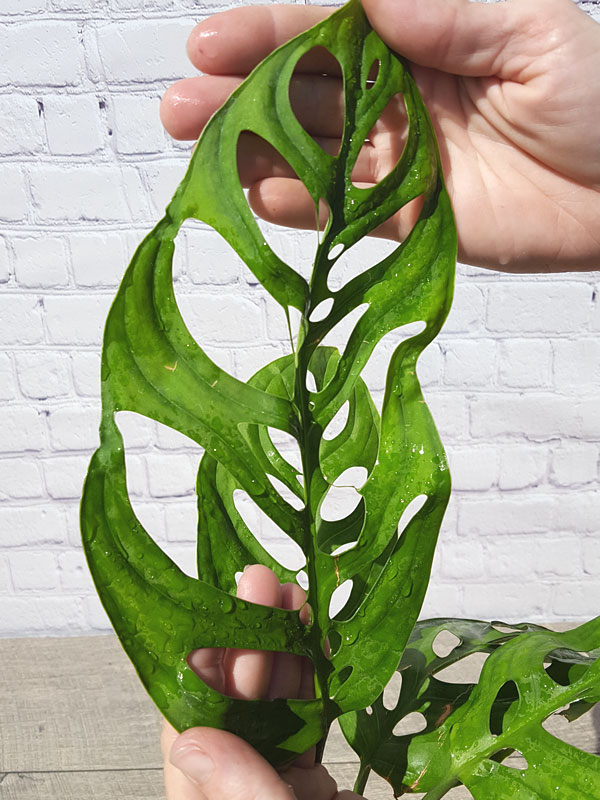 XL Monstera Epipremnoides Plant in 6” pot - Image 4